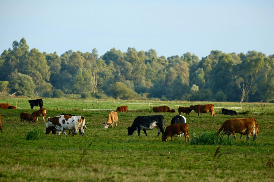 'IDUL QURBAN DAN SEEKOR SAPI