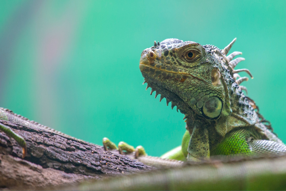 MANUSIA BUNGLON DAN SILATURAHMI IMITASI