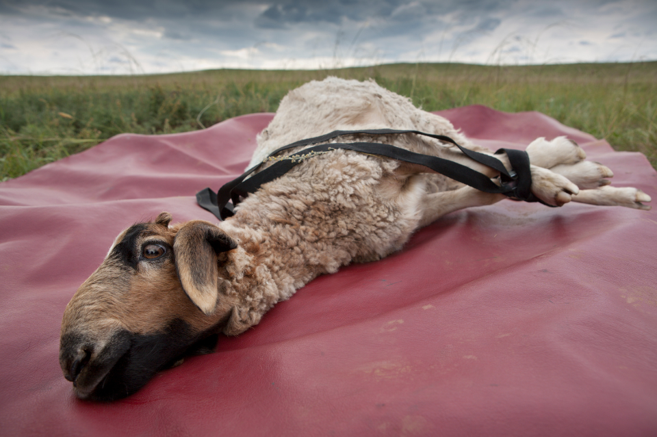 KORBANKAN SIFAT BURUK DALAM DIRI